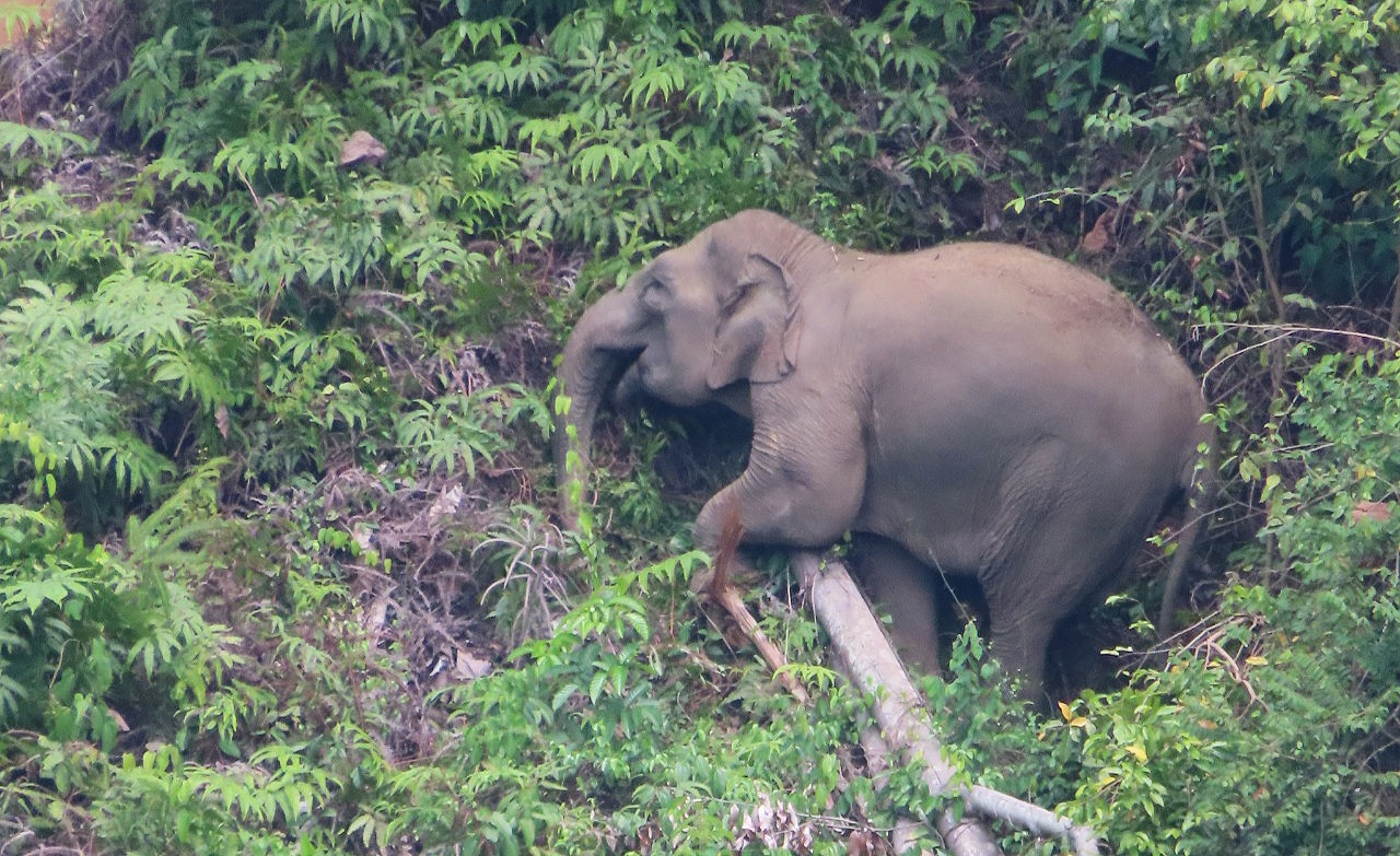Kelompok Gajah Bunga dan Jambul Bergabung, Terpantau 18 Ekor