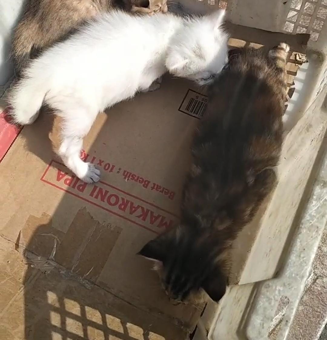 Gara-Gara Kucing, 2 Warga Sekampung Diamankan