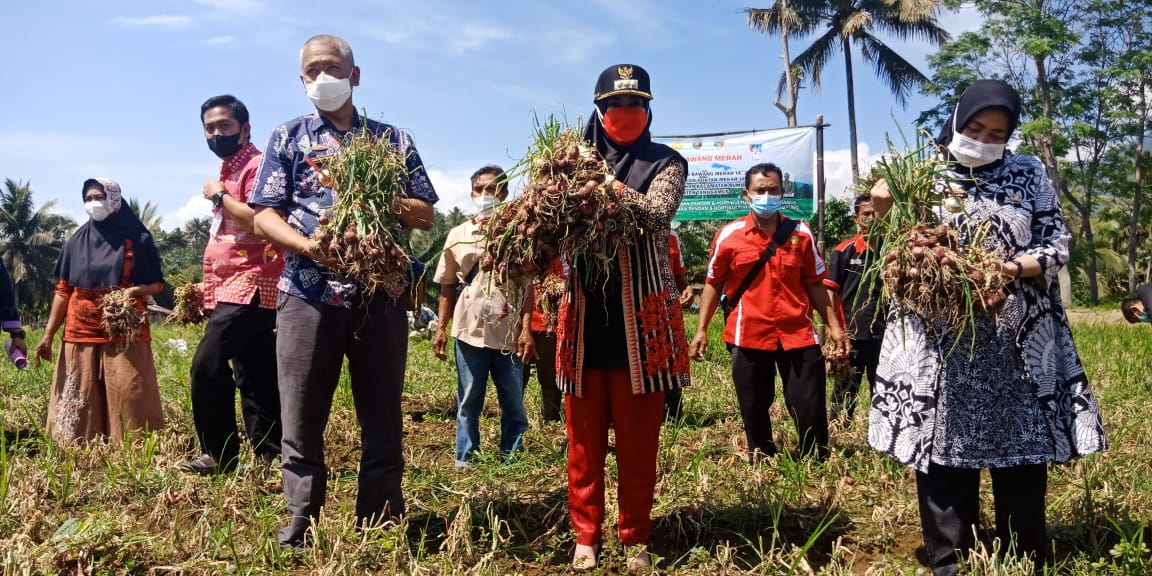 Tinjau Panen Bawang, Ini Harapan Bupati Tanggamus