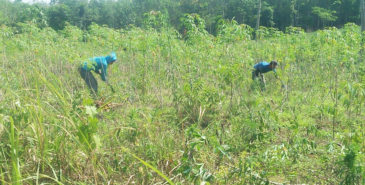 Harga Singkong Anjlok, Petani Pilih Tunda Panen