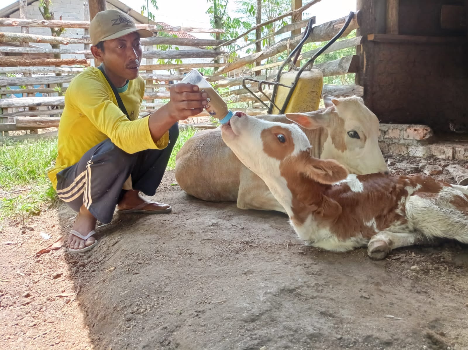 Cerita Ayem Merawat Sapi Unik Berkaki Dua di Tuba