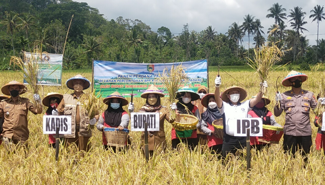 Panen Perdana, Bupati Ajak Petani Tanam Padi Organik