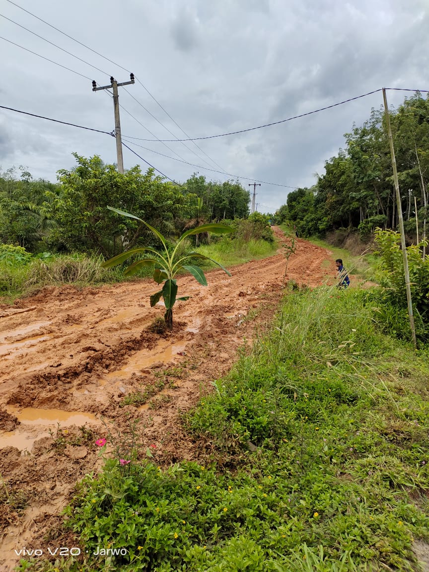 Kecewa, Warga Tanam Pohon Pisang di Tengah Jalan