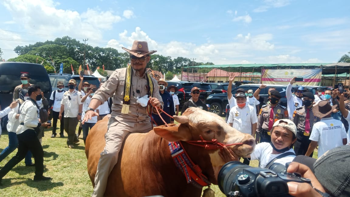 Panen Pedet, Mentan Tunggangi Sapi si Mental