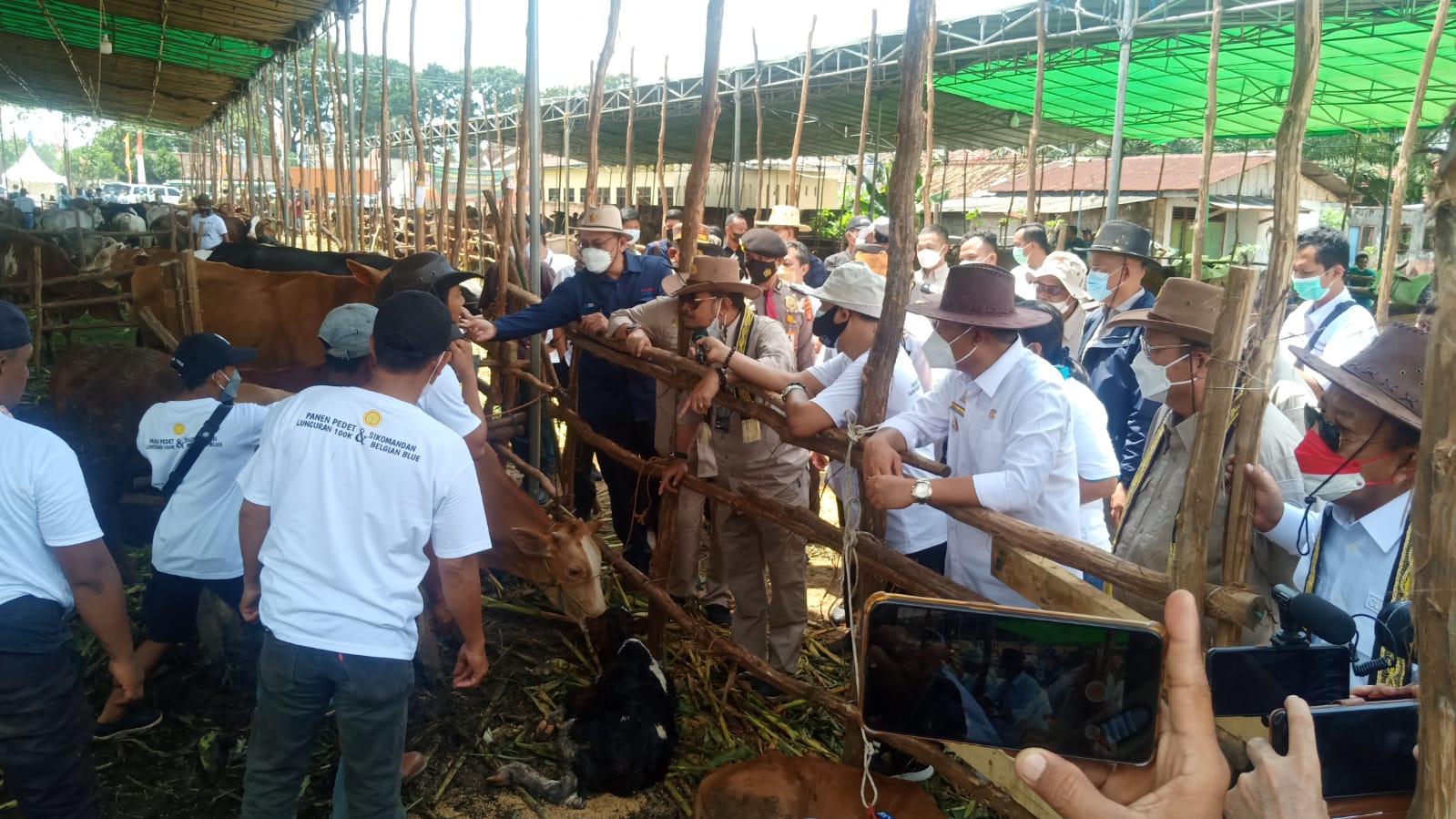 Panen Pedet Diharapkan Jadi Penyemangat 