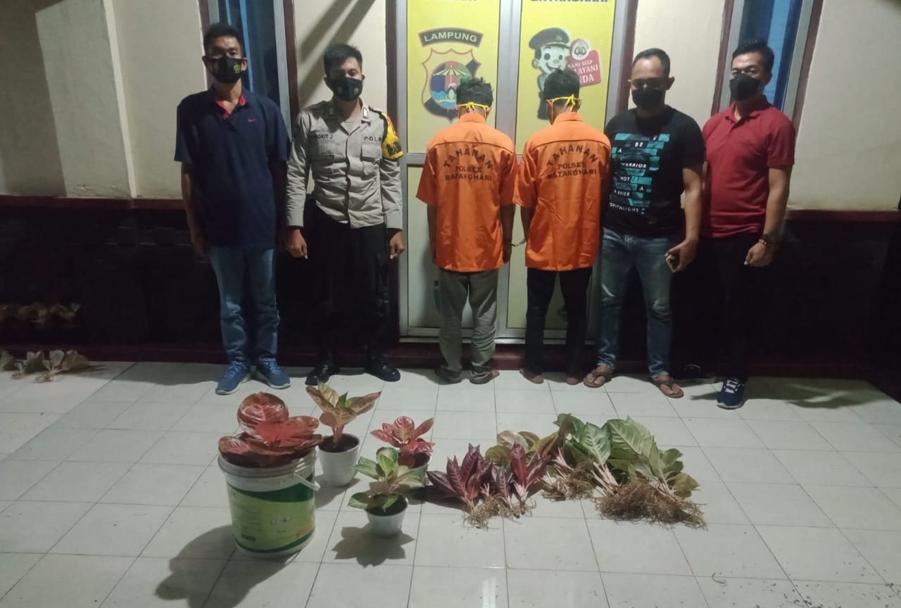 Jual Aglonema Curian Melalui Medsos, 2 Pencuri Diamankan Polsek Batanghari