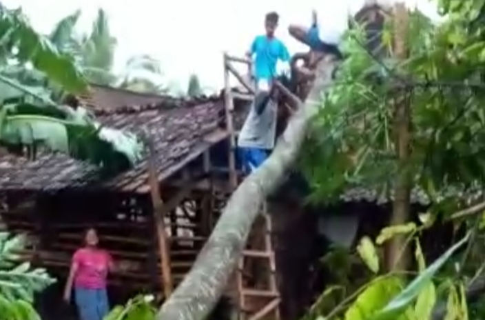 Pohon Tumbang Timpa Empat Rumah