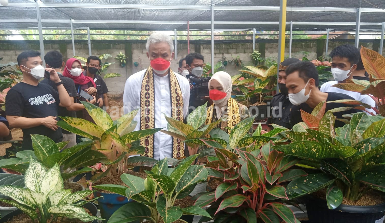 Ganjar Terkesima Lihat Aglonema Hasil Budidaya Milenial