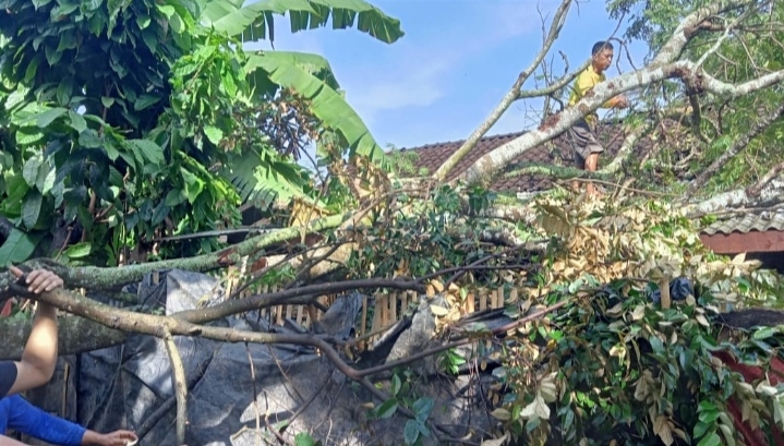 Tiga Rumah di Gadingrejo Tertimpa Pohon Tumbang