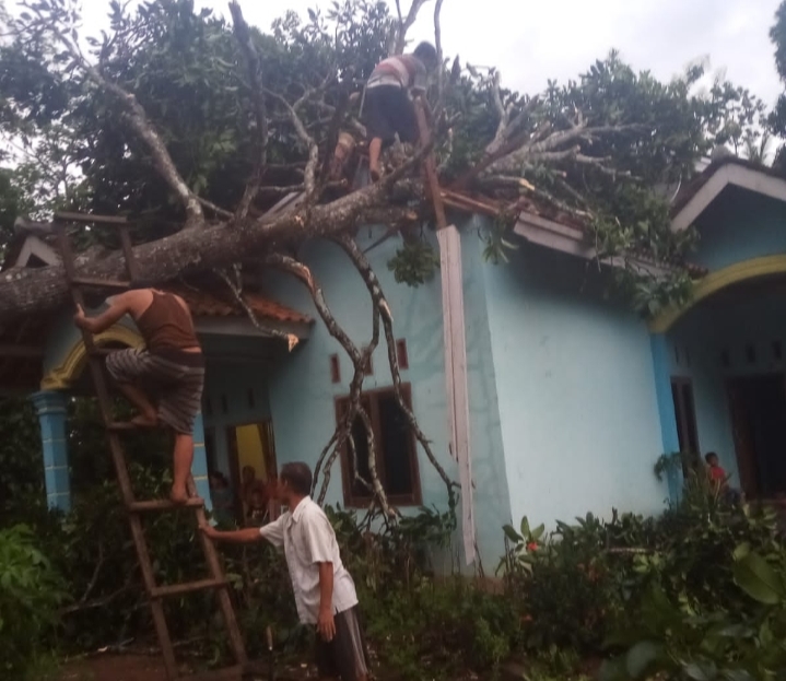 Pohon Tumbang Timpa Rumah Warga di Pringsewu Dibersihkan