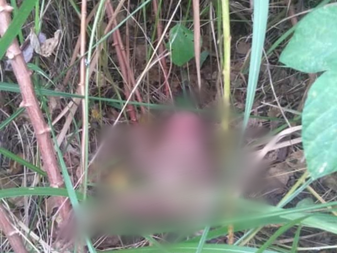 Tega! Bayi Perempuan Tanpa Pakaian Ditinggal di Semak Belukar