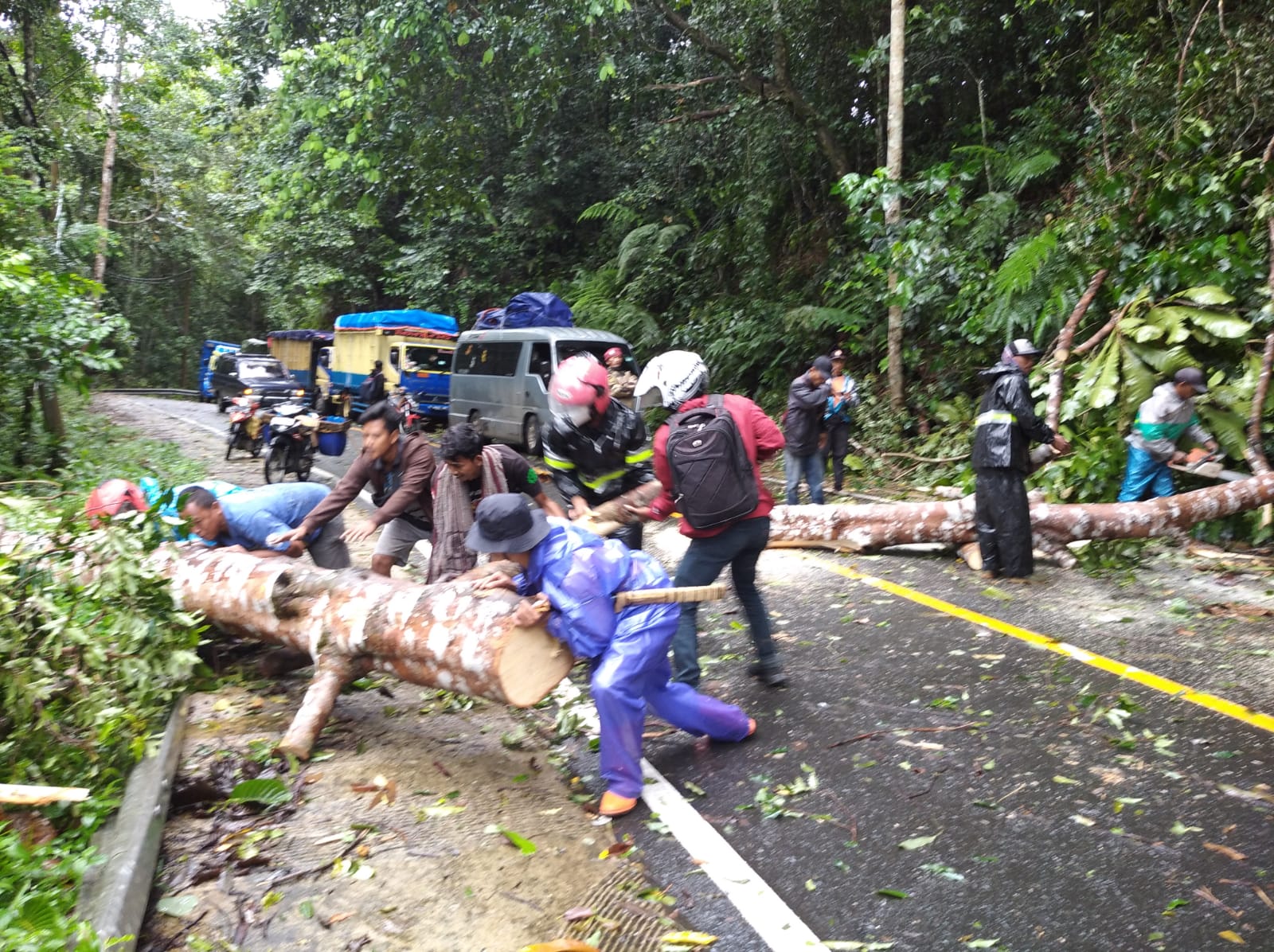 Pohon Tumbang di Jalinbar Bengkunat Dievakuasi