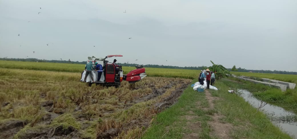 Harga Gabah di Mesuji Turun Saat Panen Raya